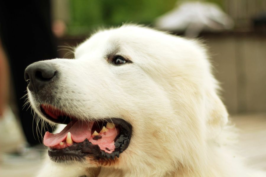 Fluffy White Dog with Tongue Out